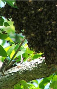 Bee near a Branch Image